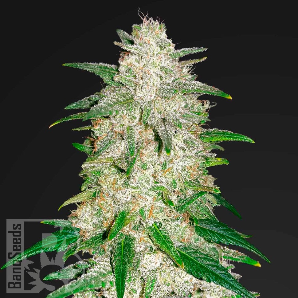 Семена ганжа  Auto Gelato feminised Ganja Seeds