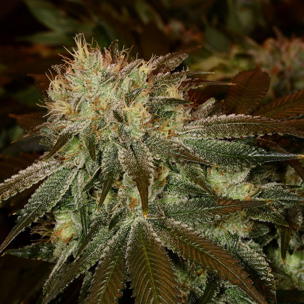 Семена конопли  Cheese feminised Ganja Seeds