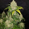 Семена конопли  Auto Adonis feminised Bang Seeds
