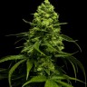 Семена марихуаны  Jasybay feminised Bang Seeds