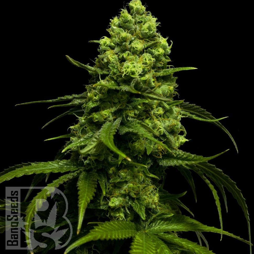 Семена марихуаны  Jasybay feminised Bang Seeds