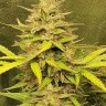Семена марихуаны  Jasybay feminised Bang Seeds