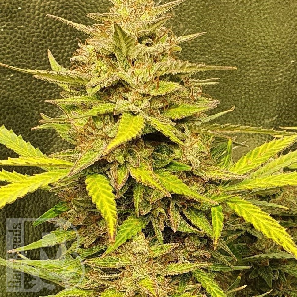 Семена марихуаны  Jasybay feminised Bang Seeds