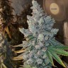 Семена каннабиса  Blue Gelato 41 feminised Ganja Seeds