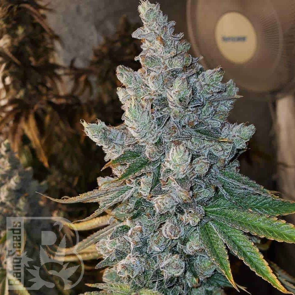 Семена каннабиса  Blue Gelato 41 feminised Ganja Seeds