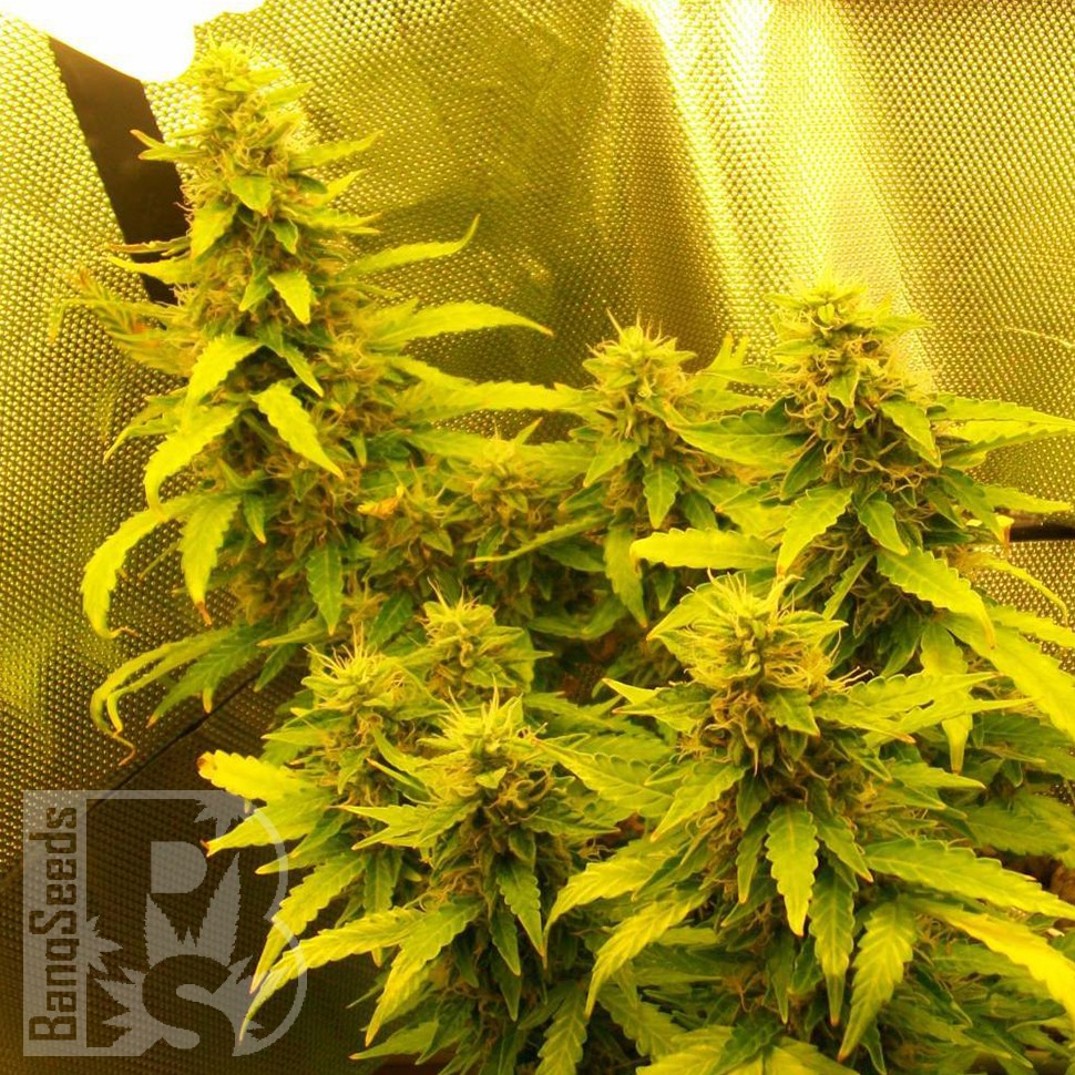 Семена каннабиса  Auto Great White feminised Ganja Seeds