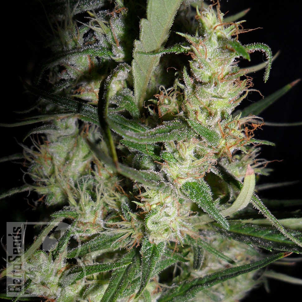 Hawaiian Snow feminised Ganja Seeds