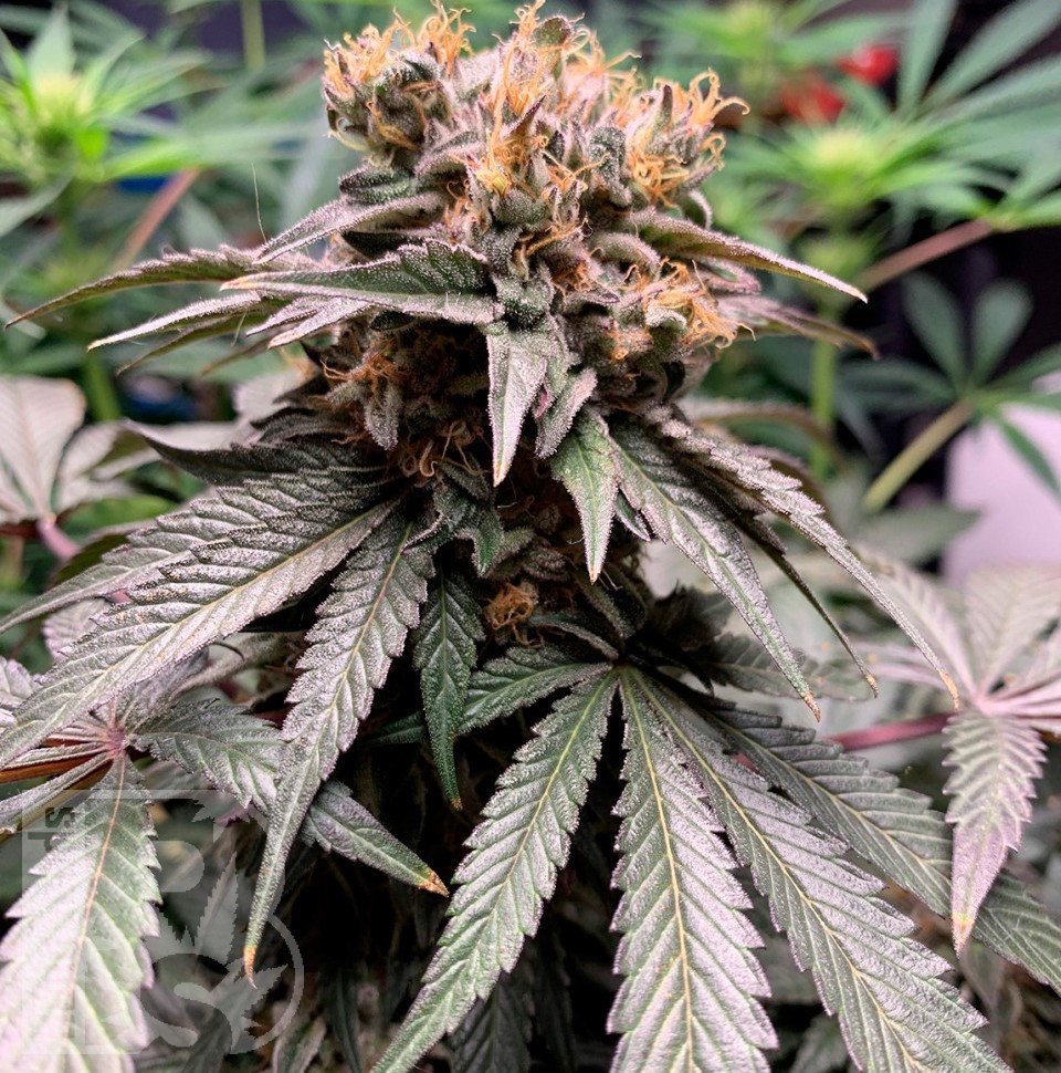 Hawaiian Snow feminised Ganja Seeds