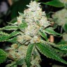 Семена конопли  Hell's Angel OG feminised Ganja Seeds