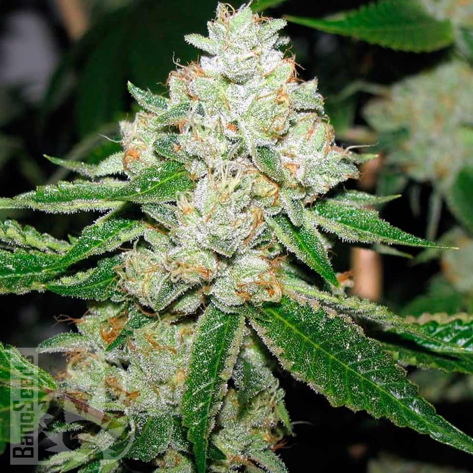 Семена конопли  Hell's Angel OG feminised Ganja Seeds