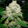 Семена конопли  Hell's Angel OG feminised Ganja Seeds