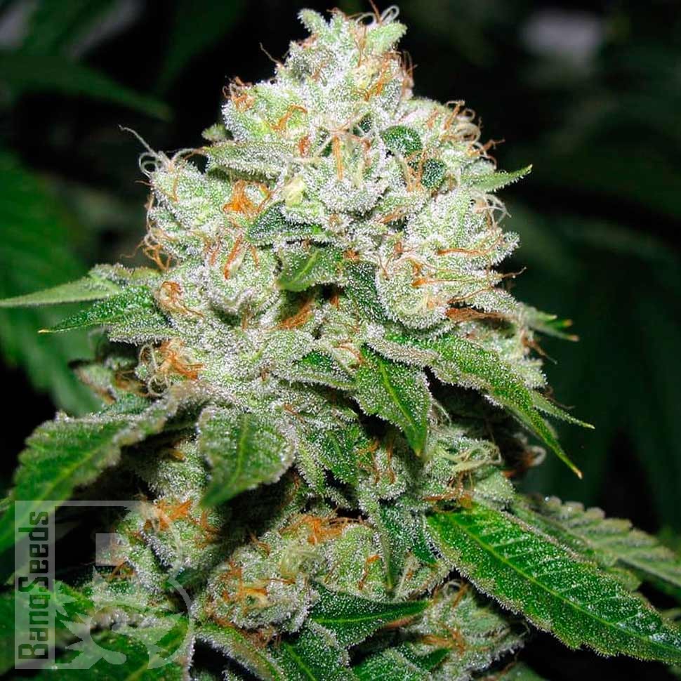 Семена конопли  Hell's Angel OG feminised Ganja Seeds