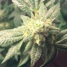 Семена конопли  Hell's Angel OG feminised Ganja Seeds