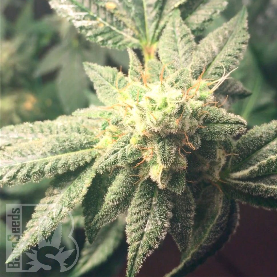 Семена конопли  Hell's Angel OG feminised Ganja Seeds