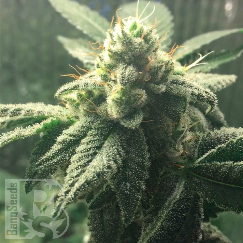 Семена конопли  Hell's Angel OG feminised Ganja Seeds