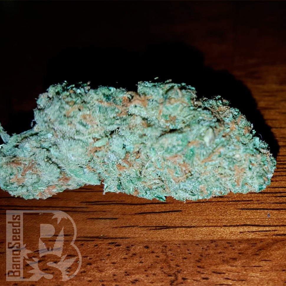 Семена конопли  Hell's Angel OG feminised Ganja Seeds