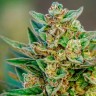 Семена конопли  Hell's Angel OG feminised Ganja Seeds