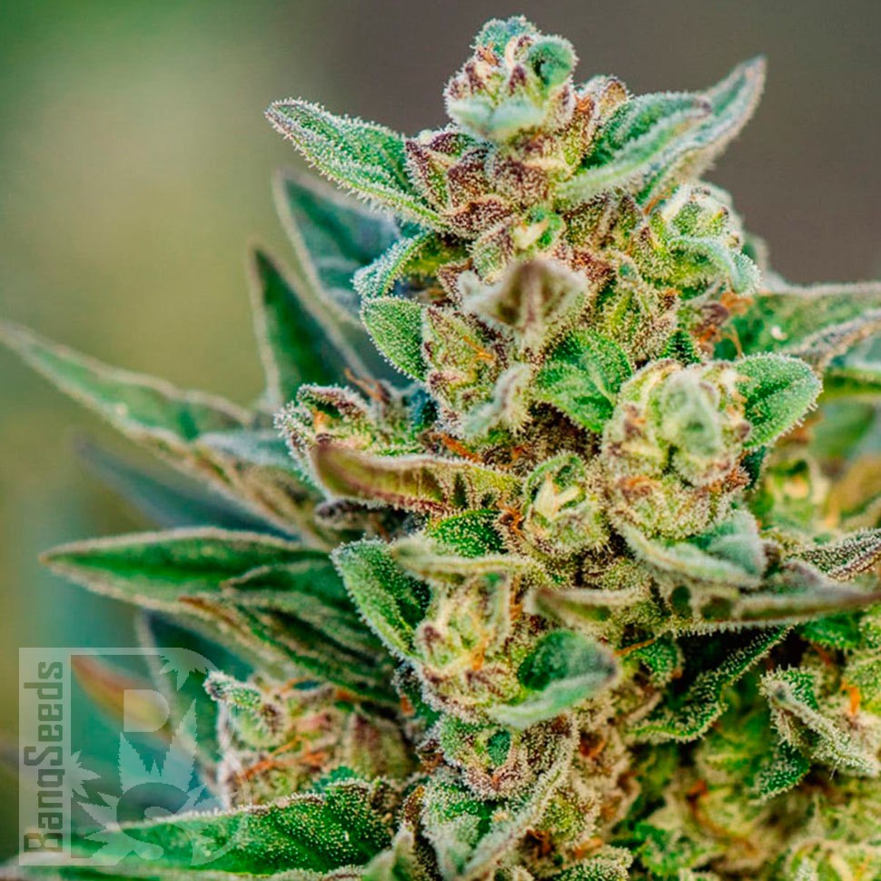 Семена конопли  Hell's Angel OG feminised Ganja Seeds