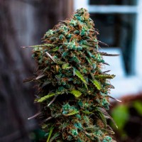 Cheese regular Ganja Seeds