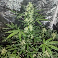 Auto Maxigom x Northern Lights feminised Ganja Seeds