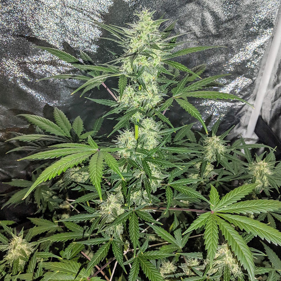 Семена ганжа  Auto Maxigom x Northern Lights feminised Ganja Seeds