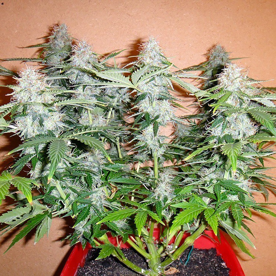 Семена конопли  Auto Alakol feminised Bang Seeds