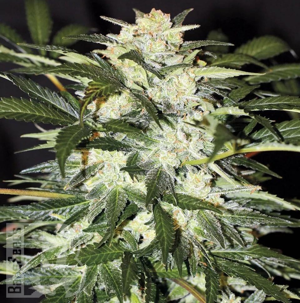 Семена конопли  Auto Alakol feminised Bang Seeds