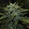 Семена  Karakum feminised Bang Seeds