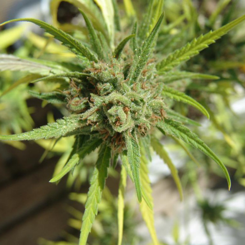 Семена марихуаны Auto Killer Kush feminised Ganja Seeds