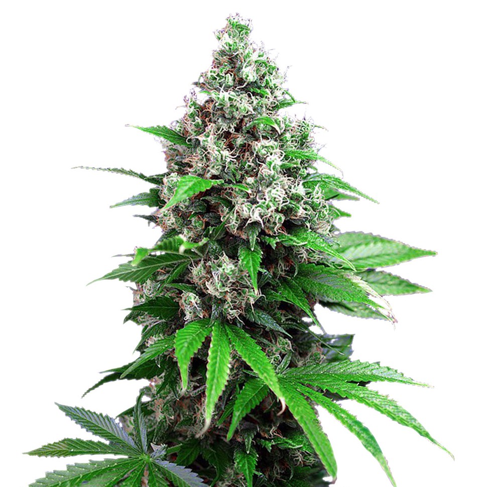 Семена марихуаны  Auto Killer Kush feminised Ganja Seeds