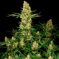 Wappa feminised Ganja Seeds