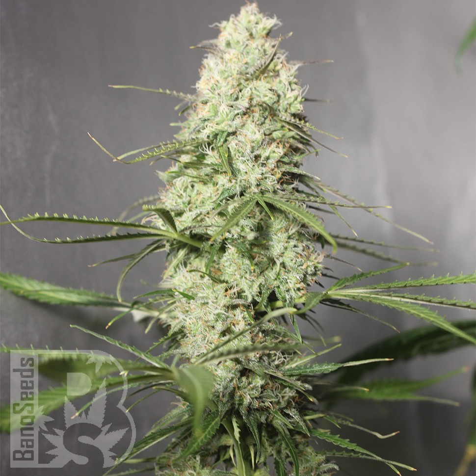 Семена ганжа  Auto Green Crack CBD feminised Ganja Seeds