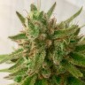 Семена ганжа  Семена Mandarine feminised Ganja Seeds
