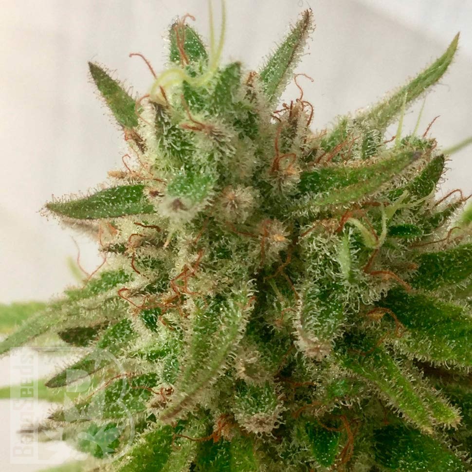 Семена ганжа  Семена Mandarine feminised Ganja Seeds