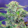 Семена ганжа  Семена Mandarine feminised Ganja Seeds