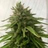 Семена ганжа  Семена Mandarine feminised Ganja Seeds