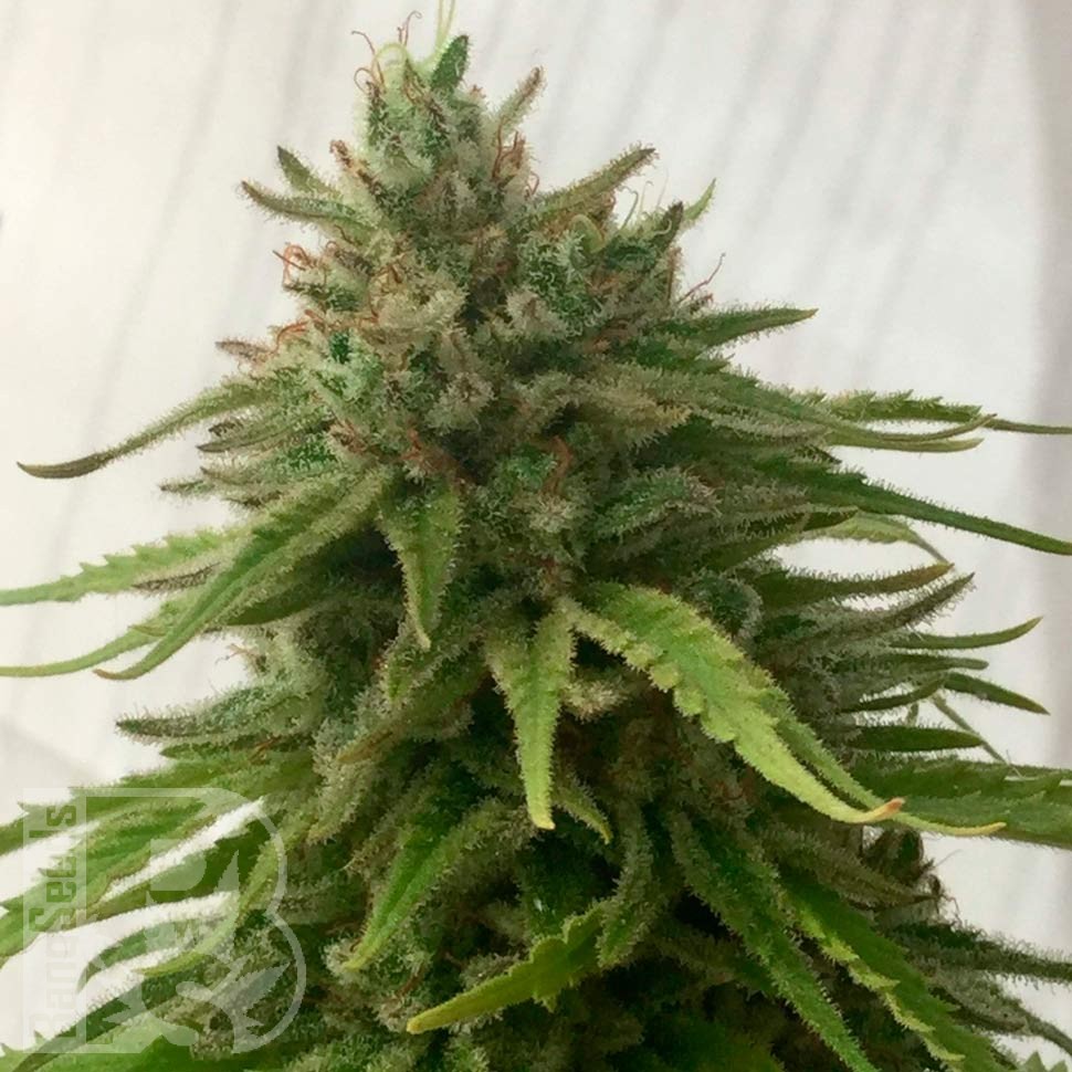 Семена ганжа  Семена Mandarine feminised Ganja Seeds