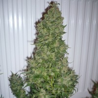 AK 47 feminised Ganja Seeds