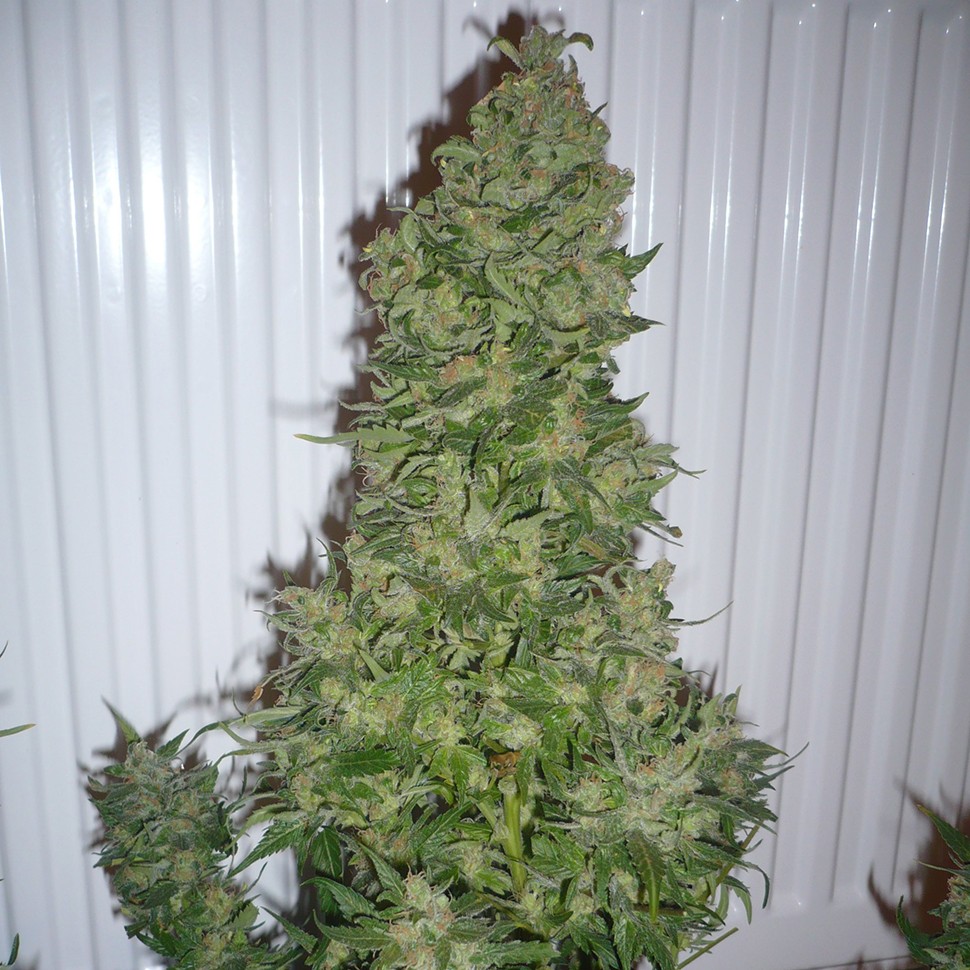 Семена ганжа  AK 47 feminised Ganja Seeds