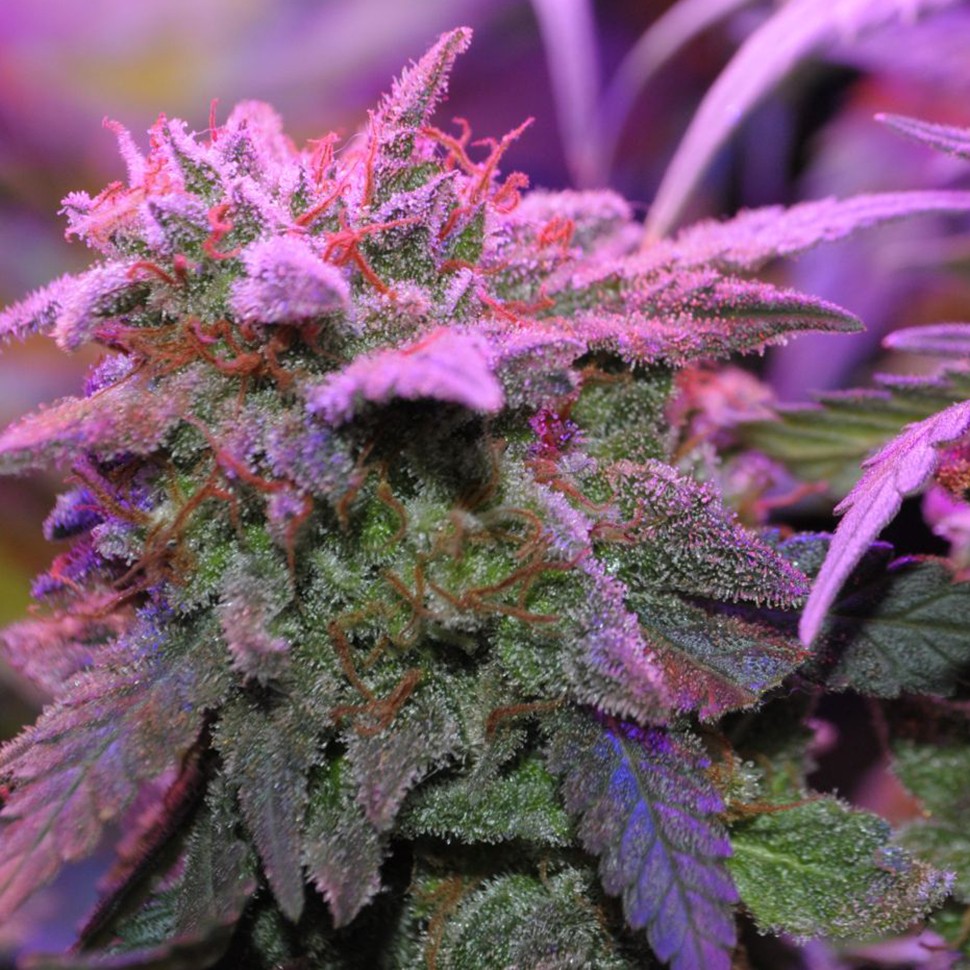 Семена  Critical Sensi Star feminised Ganja Seeds