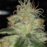 Семена  Critical Sensi Star feminised Ganja Seeds