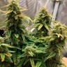 Семена  Auto Altay feminised Bang Seeds