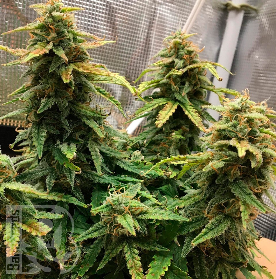 Семена  Auto Altay feminised Bang Seeds