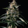 Семена  Auto Altay feminised Bang Seeds