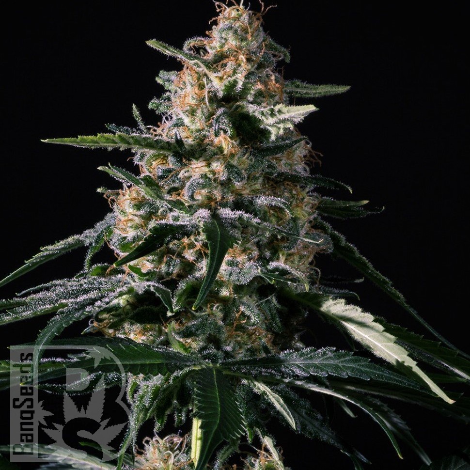 Семена  Auto Altay feminised Bang Seeds