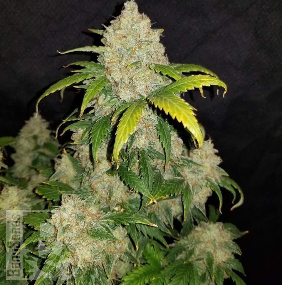 Семена  Auto Altay feminised Bang Seeds
