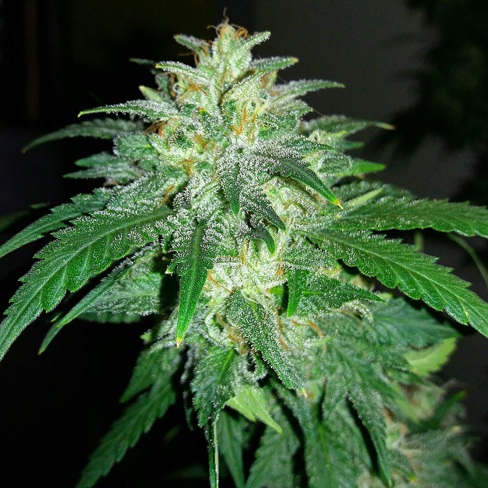Семена каннабиса  Auto Bubba Kush feminised Ganja Seeds