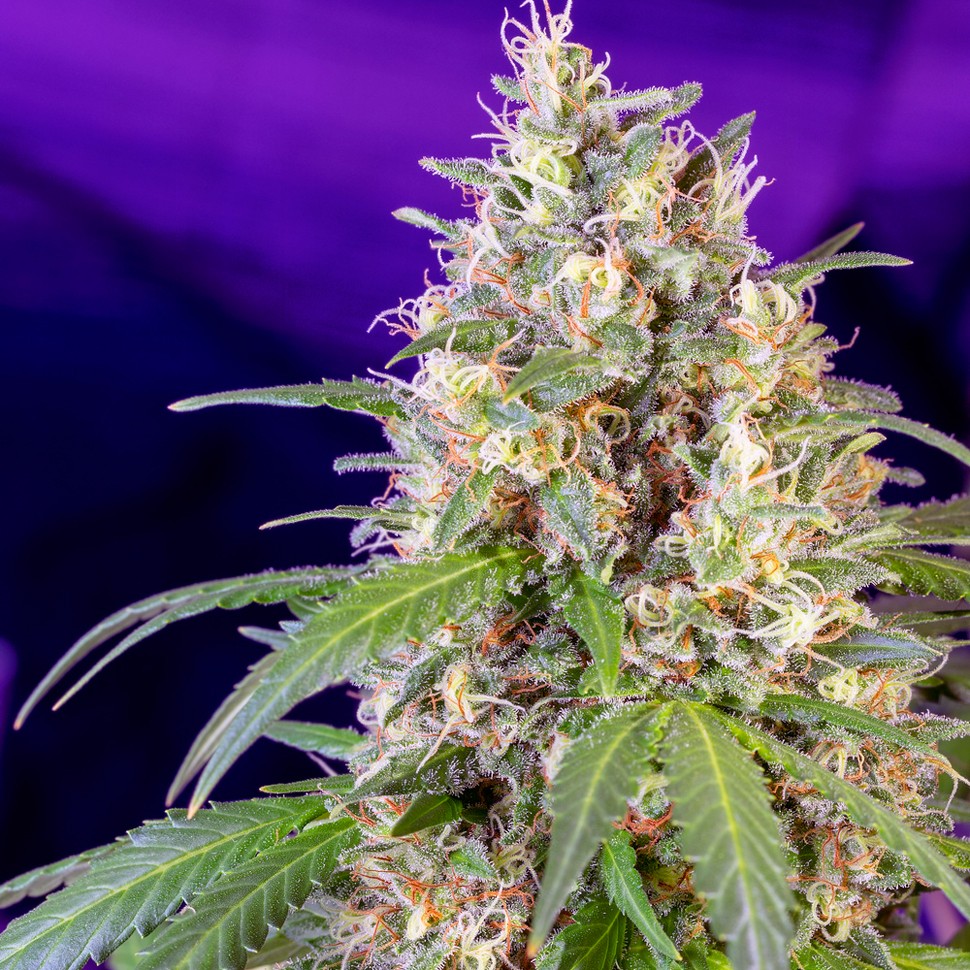 Семена  Auto Crystal Candy feminised Ganja Seeds