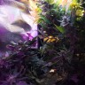 Auto Himalaya Blue Diesel feminised Ganja Seeds купить семена