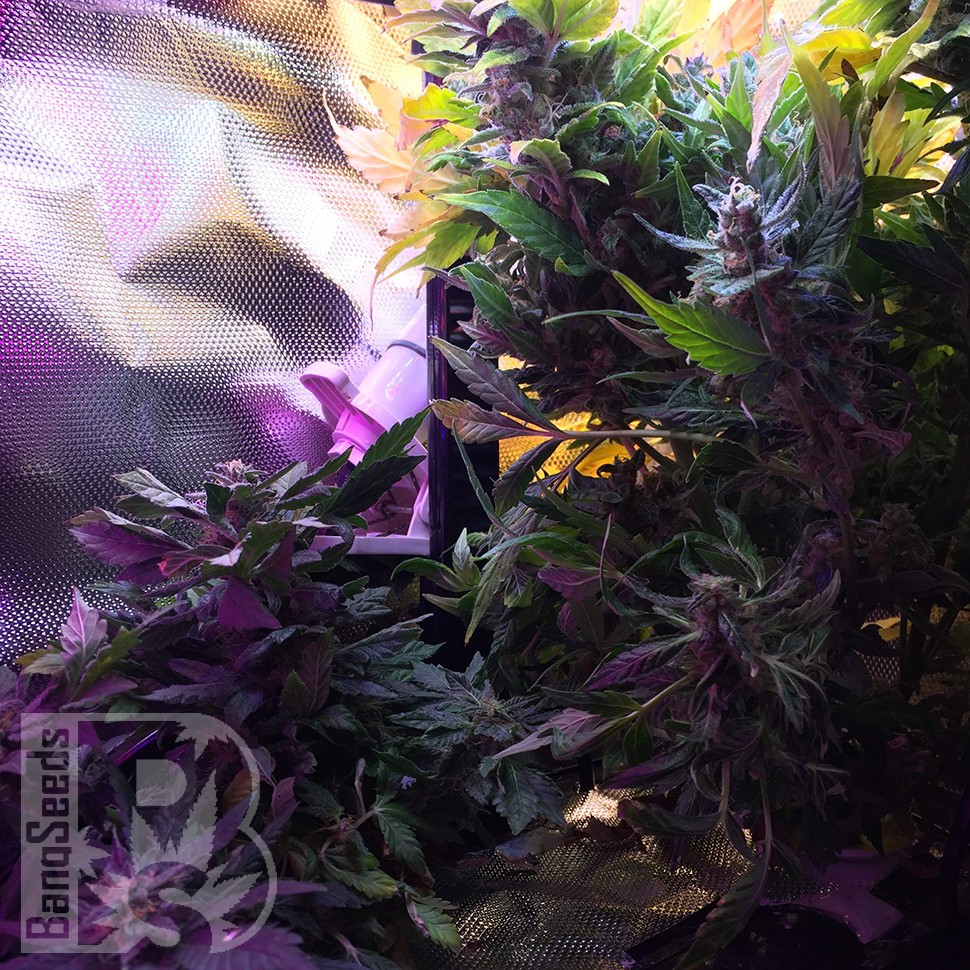 Auto Himalaya Blue Diesel feminised Ganja Seeds купить семена